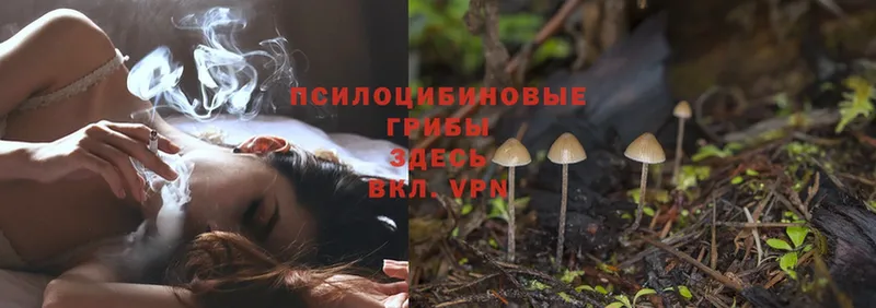 мега ТОР  где купить наркоту  Грязовец  Галлюциногенные грибы Cubensis 